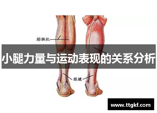 小腿力量与运动表现的关系分析